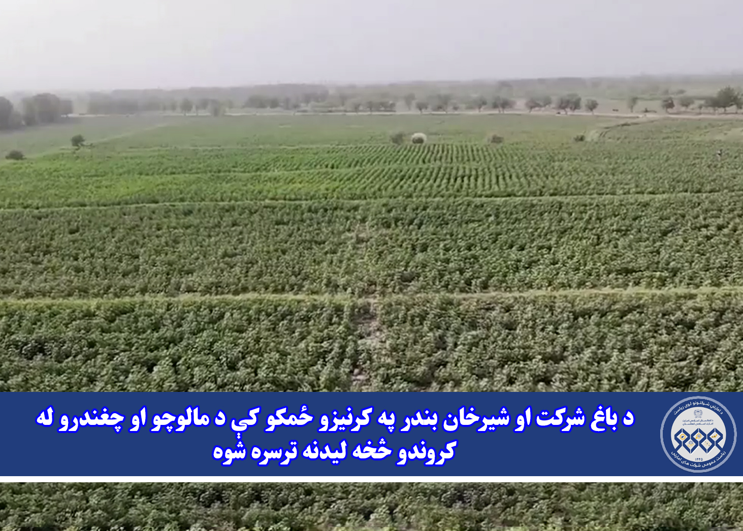 د باغ شرکت او شیرخان بندر په کرنیزو ځمکو کې د مالوچو او چغندرو له کروندو څخه لیدنه ترسره شوه