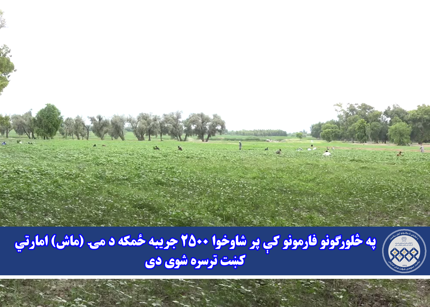 په څلورګونو فارمونو کې پر شاوخوا ۲۵۰۰ جریبه ځمکه د مۍ (ماش) امارتي کښت ترسره شوی دی
