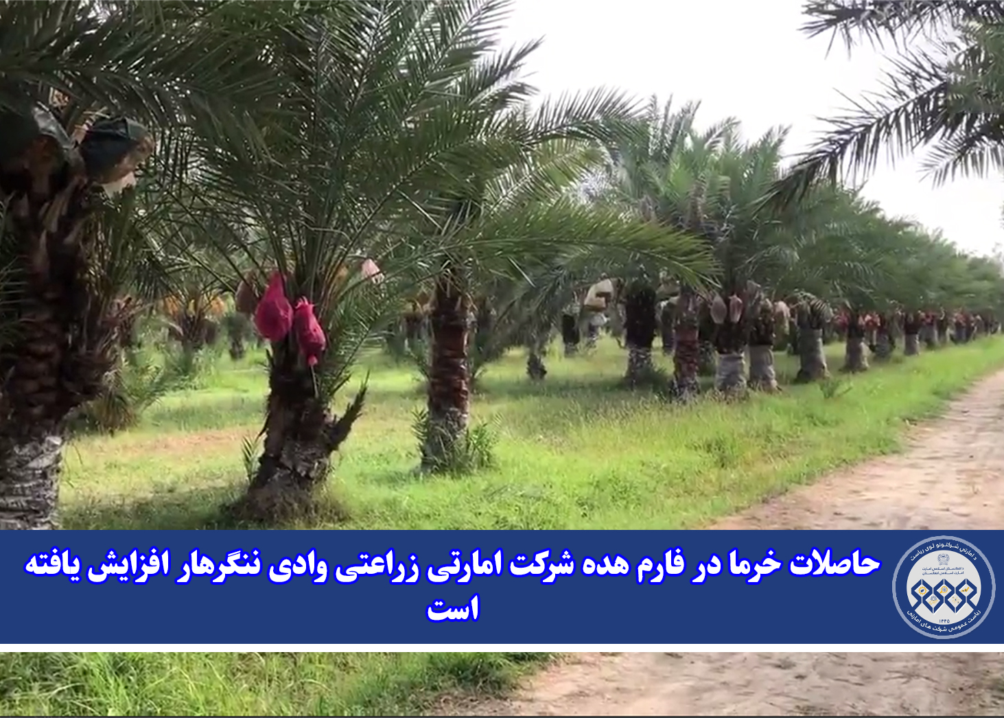 حاصلات خرما در فارم هده شرکت امارتی زراعتی وادی ننگرهار افزایش یافته است