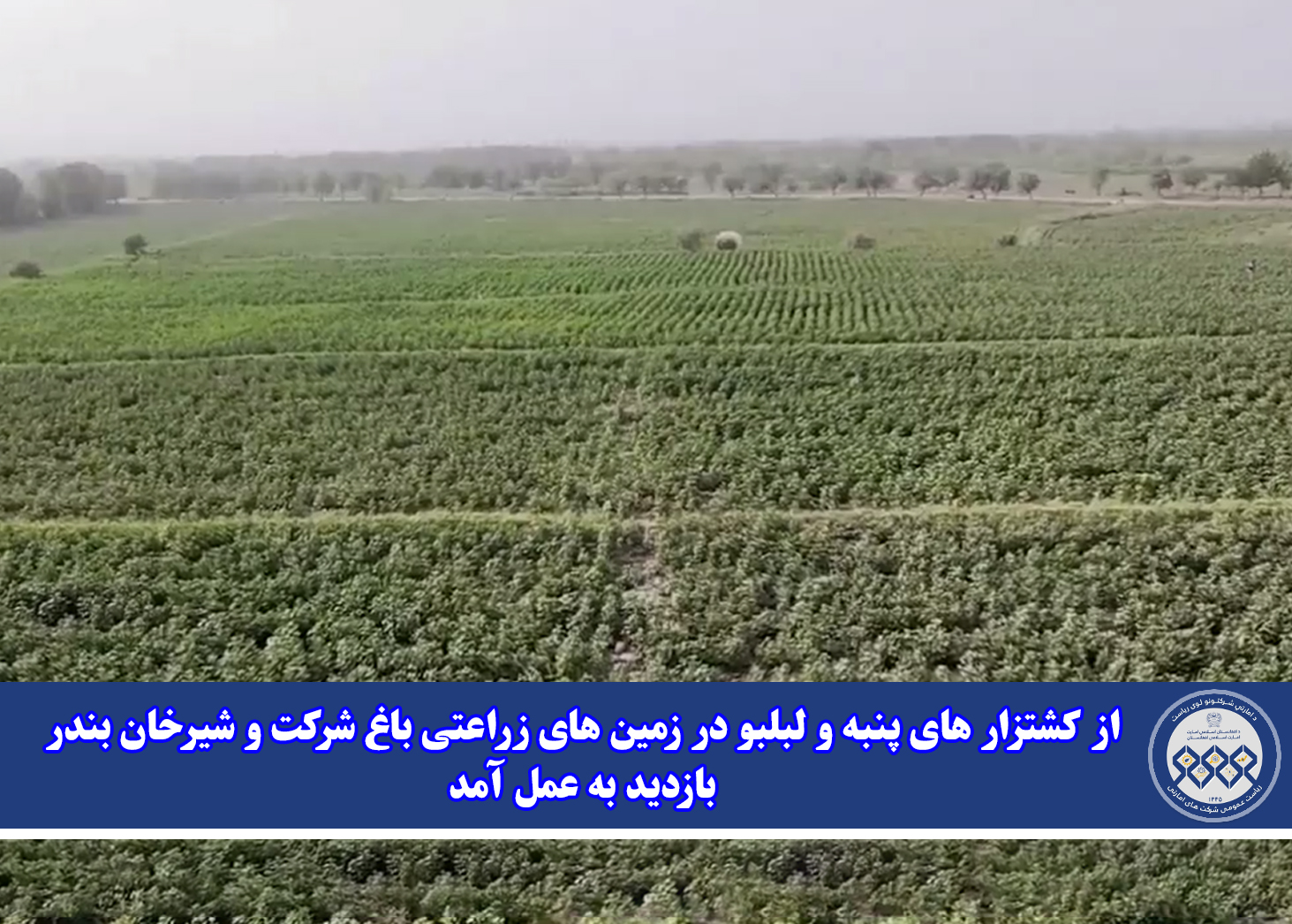 از کشتزار های پنبه و لبلبو در زمین های زراعتی باغ شرکت و شیرخان بندر بازدید به عمل آمد