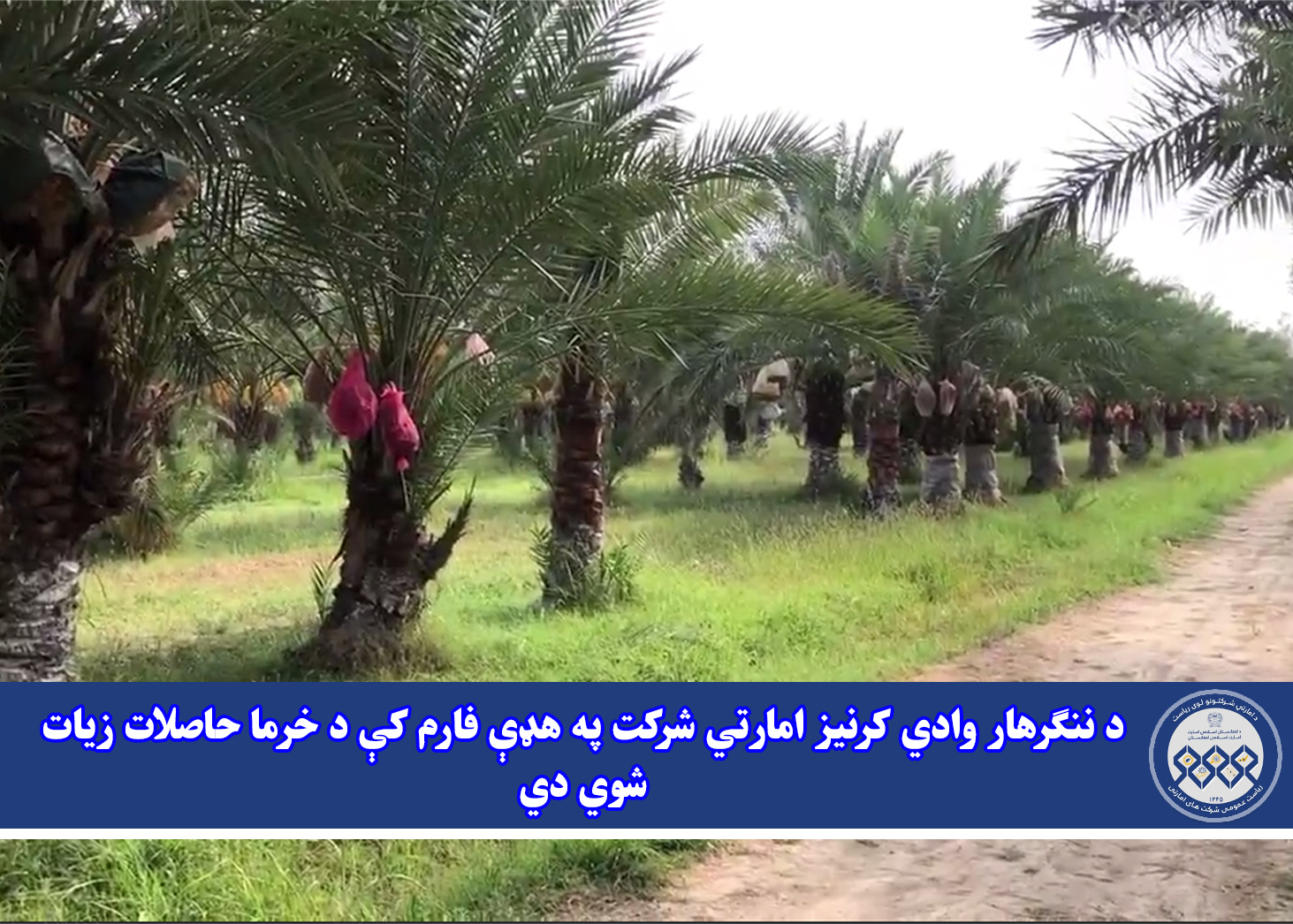 د ننګرهار وادي کرنیز امارتي شرکت په هډې فارم کې د خرما حاصلات زیات شوي دي