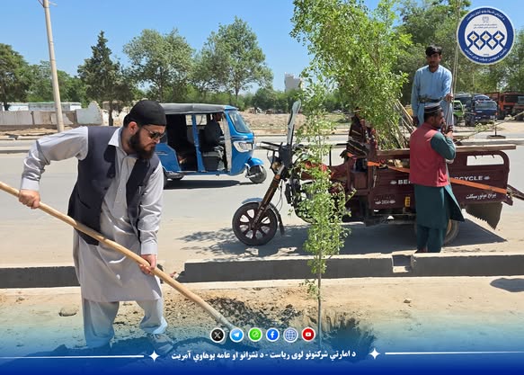 د کندز ښار د ۴۰ متره سړک د نیالګیو کېنولو پروګرام پیل شو