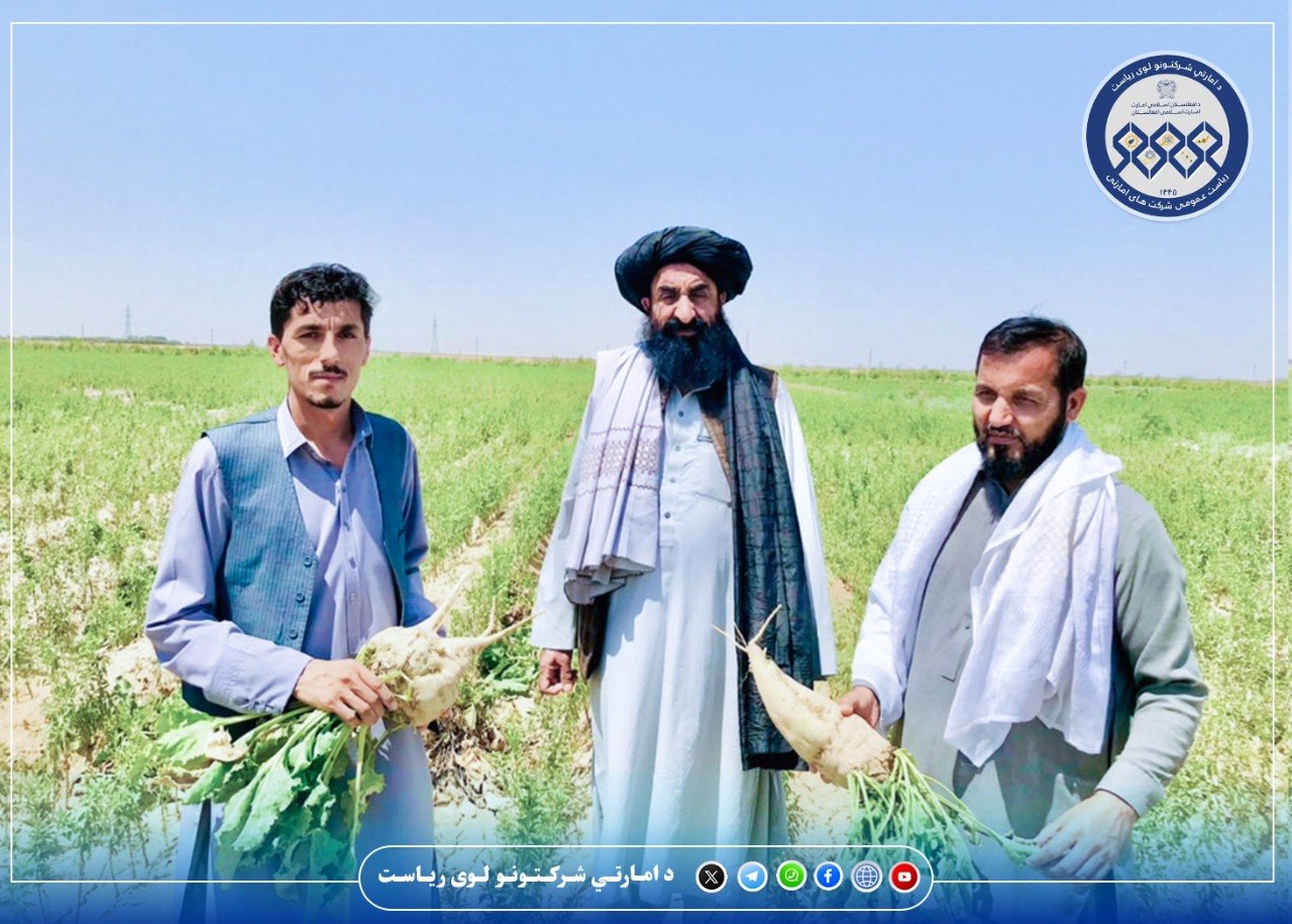 بلخ ولایت کې د چغندرو کرکېلې لپاره سلګونه جریبه ځمکه ځانګړې شوې
