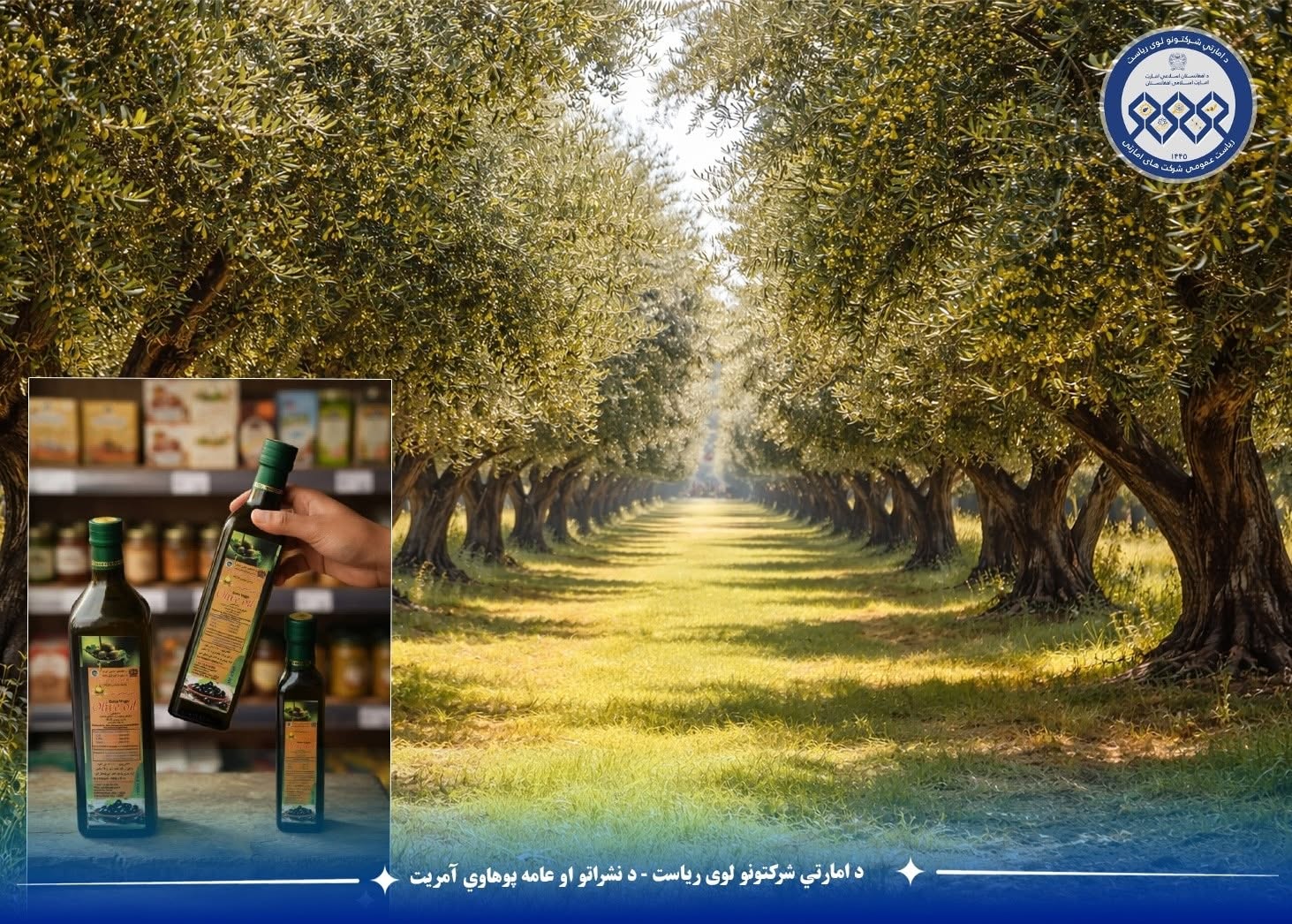 په ننګرهار ولایت کې د زيتون حاصلاتو زیاتوالی