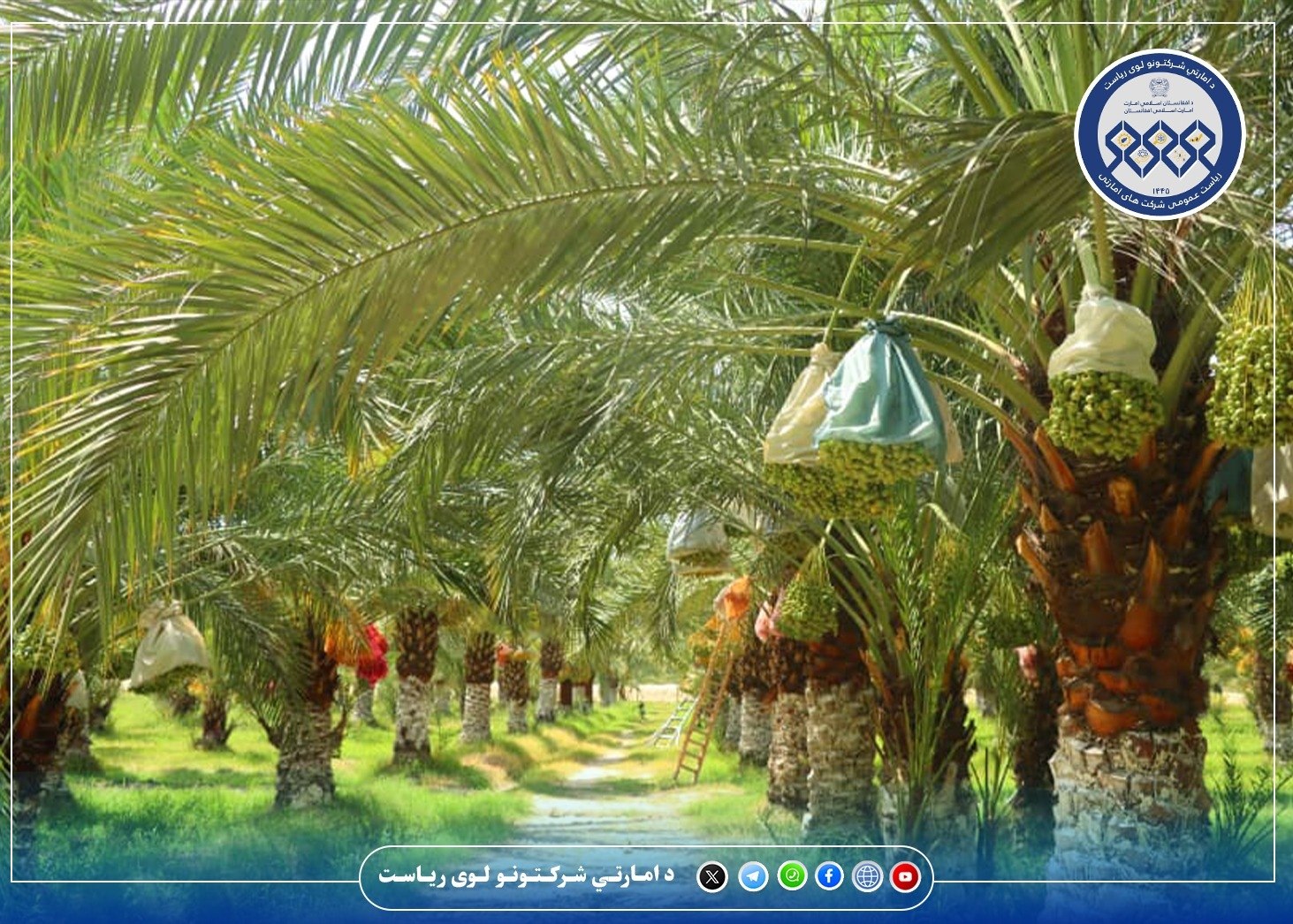 سږ کال د خرما په حاصلاتو کې د پام وړ زیاتوالی راغلی