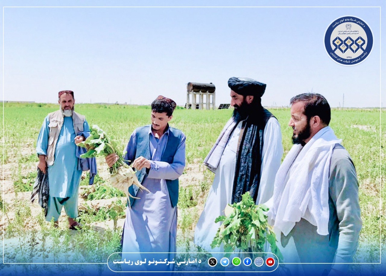 صدها جریب زمین برای کشت لبلبو در ولایت بلخ اختصاص یافته است