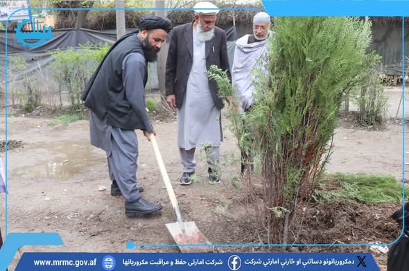 په کابل ښار کې د ونو کېنولو کمپاین پیل شو