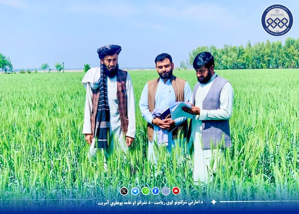 د ننګرهار او بغلان ولایتونو د غنمو کروندې وارزول شوې