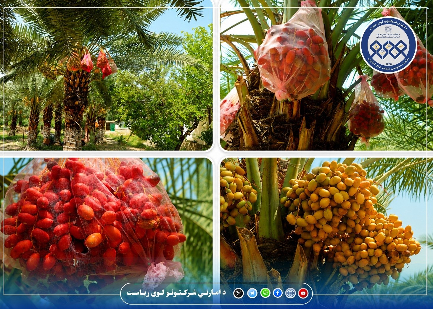 افزایش چشمگیر حاصلات سال جاری خرما در بلاک دوم فارم هده