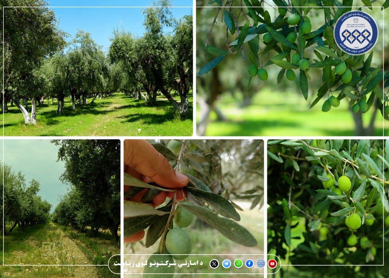 سال جاری حاصلات قابل توجهی از باغ‌های زیتون به دست خواهد آمد
