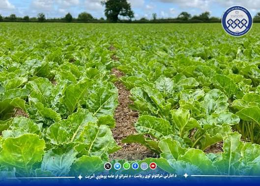 کارهای عملی کشت لبلبو در شرکت امارتی شکر بغلان آغاز گردیده است