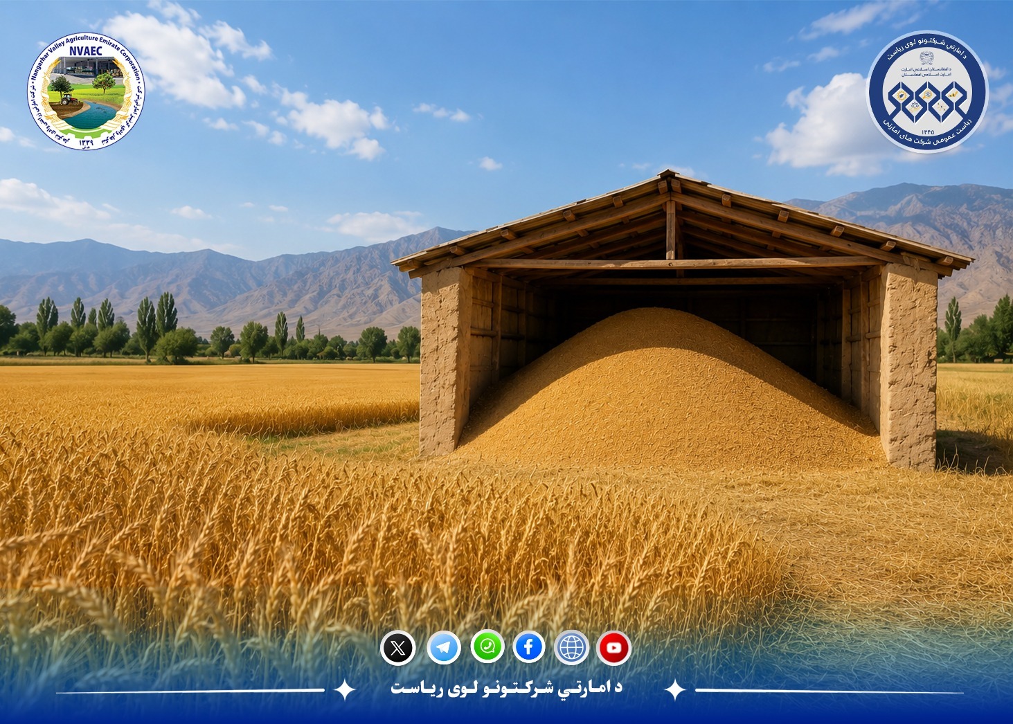 بیش از ۶۰۰ تُن گندم از فارم های چهارگانه بدست آمده است